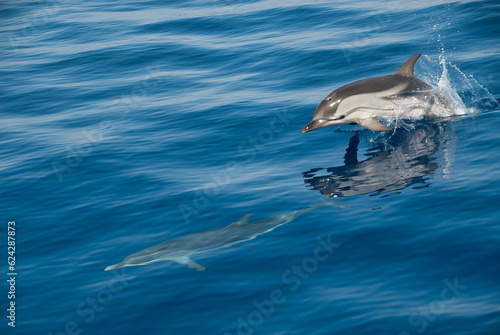 Striped dolphin (Stenella coreuloalba) moving fast jumping out of the water in a calm sea © nicolas