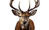 Isolated Deer Face Shot on Transparent Background. Generative AI