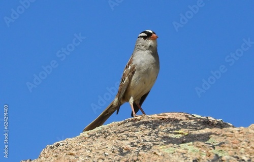 a white-crowned sparrow  perched on a granite boulder on a s sunny summer day near blue lake  in the indian peaks wilderness area, near nederland, colorado  photo