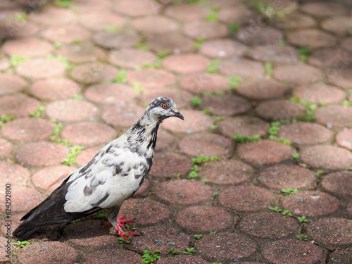 Black and white striped feathered pigeon standing on the pavement of a park