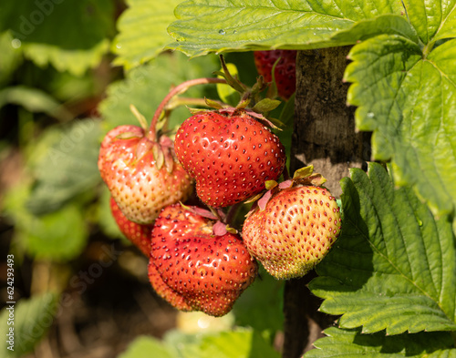 large ripe strawberries on a branch.