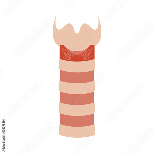 Human trachea airway tube medical diagram icon
