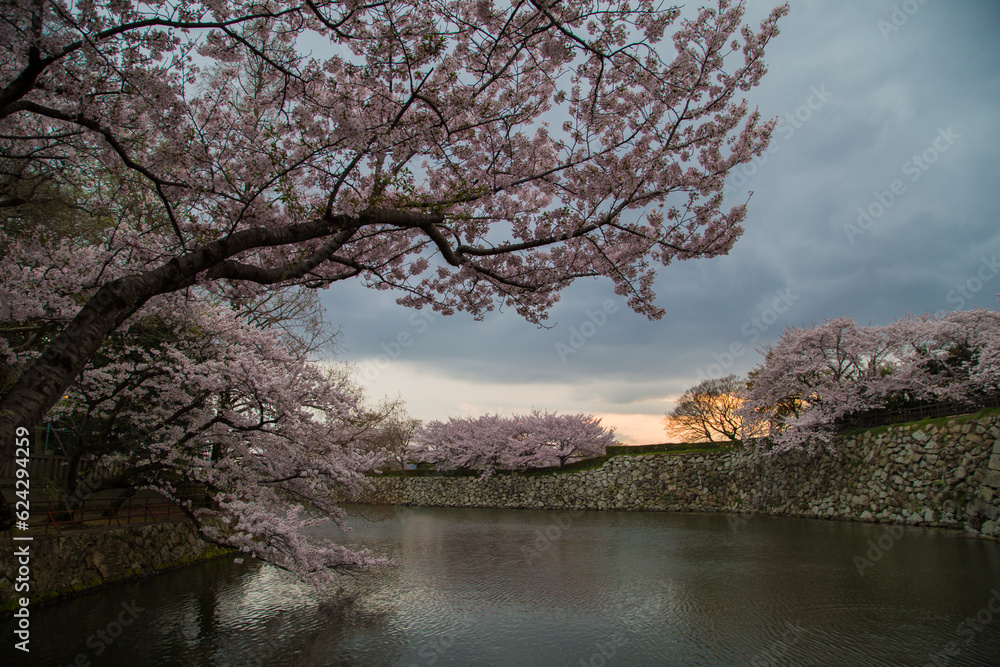 Blooming pink cherry blossom trees at Himeji Castle winter season in Kansai Kyoto Japan Blooming pink cherry blossom trees at Himeji Castle winter season in Kansai Kyoto Japan