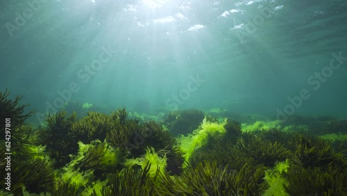Sunlight underwater through water surface with green seaweed on the ocean floor (Ulva lactuca and Codium tomentosum algae), natural seascape in the Atlantic ocean, Spain, Galicia