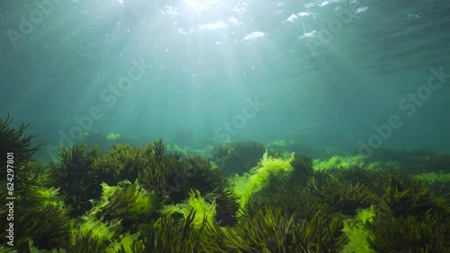 Sunlight underwater through water surface with green seaweed on the ocean floor (Ulva lactuca and Codium tomentosum algae), natural seascape in the Atlantic ocean, Spain, Galicia photo