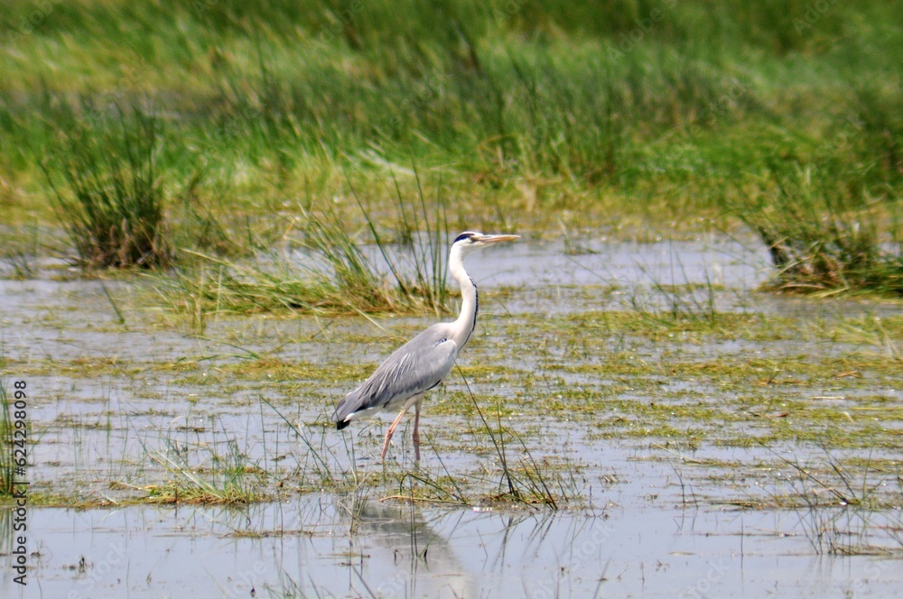 great blue heron