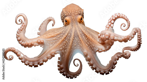 ctopus in transparent white background