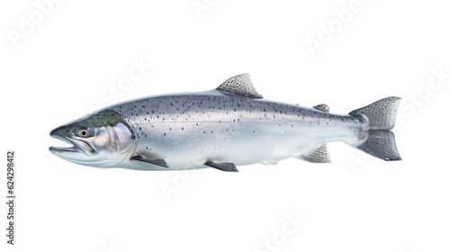 Salmon in transparent white background