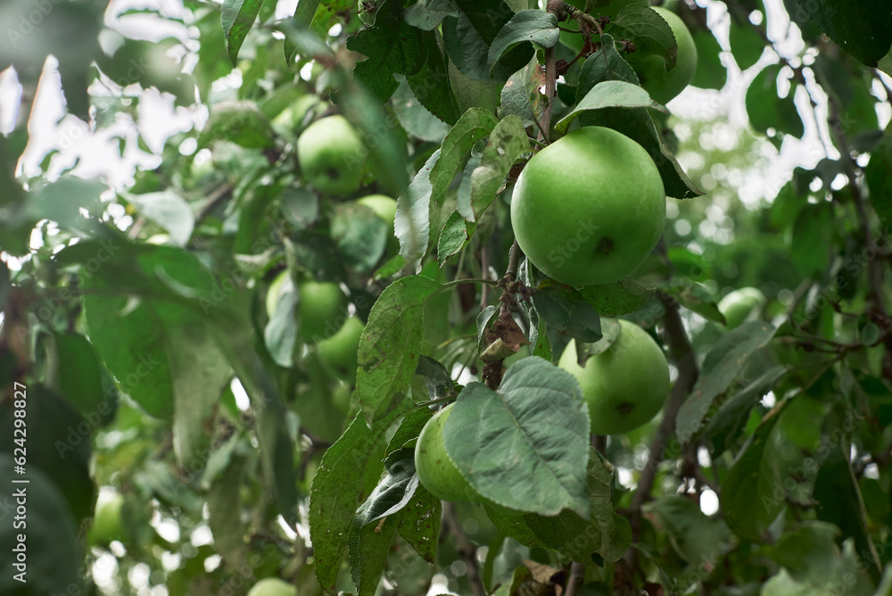 Natural green bio juicy apples and apple trees in the garden