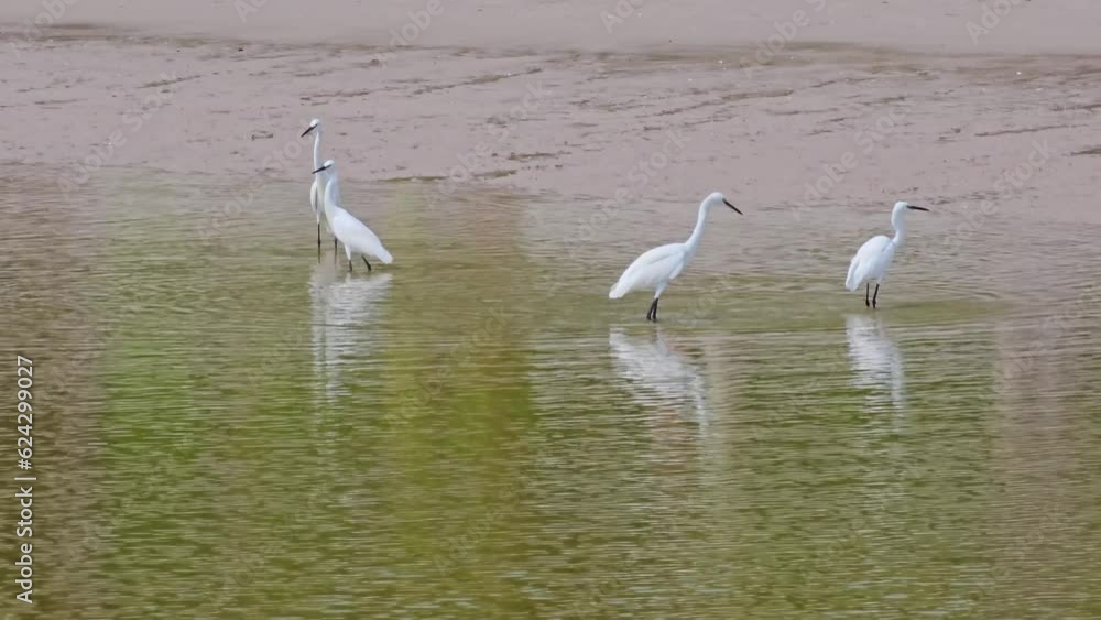 Group of Little Egret Birds (Egretta garzetta) Fishing Fishes in Salty Sea Water by Sandy Beach Group of Little Egret Birds (Egretta garzetta) Fishing Fishes in Salty Sea Water by Sandy Beach