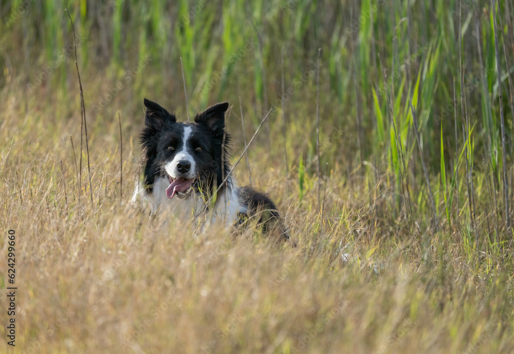 border collie in the field 
