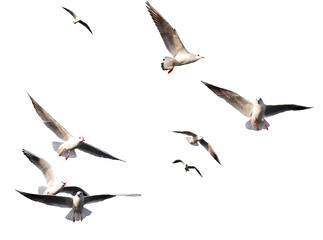 seagulls - flock of seagull bird isolated on clear background	