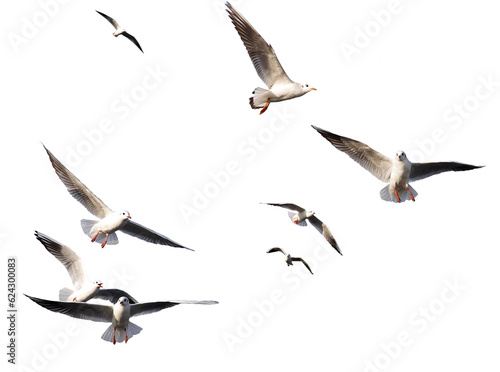 seagulls - flock of seagull bird isolated on clear background	