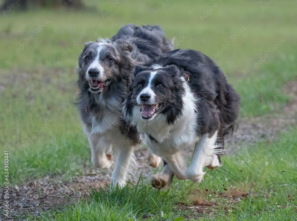border collie race in the field