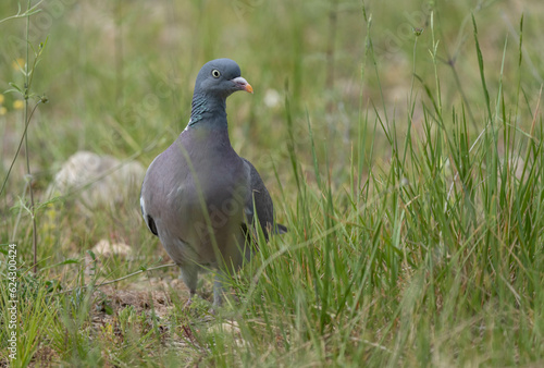 Common Wood Pigeon in the ground

