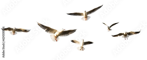 seagulls - flock of seagull bird isolated on clear background	