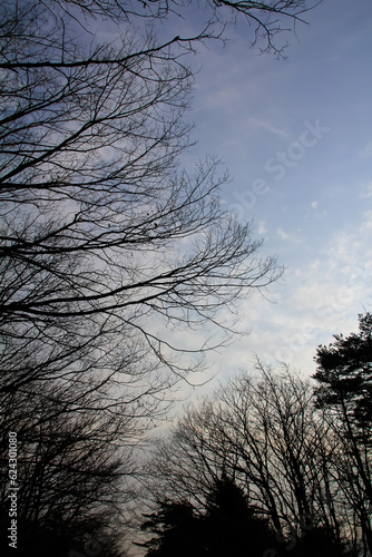 The low angle of the bare tree with the blue sky and sun during the winter season. Looking up to the sky. Tree branches frame. Countryside scene and nature scene.