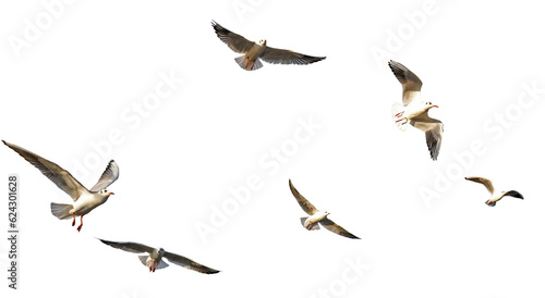 seagulls - flock of seagull bird isolated on clear background	