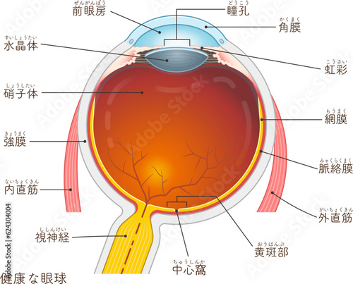 眼球・黄斑浮腫・macular edema・イラスト・eye・illustration