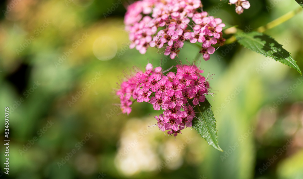Pink flowers on a green blurred background Pink flowers on a green blurred background