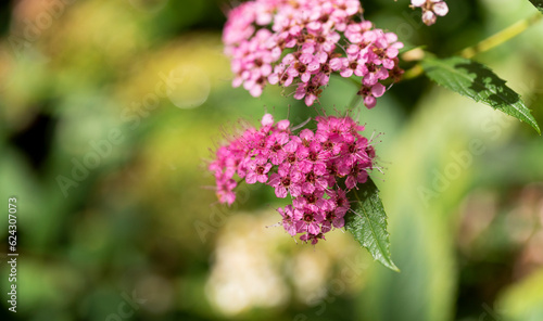 Pink flowers on a green blurred background