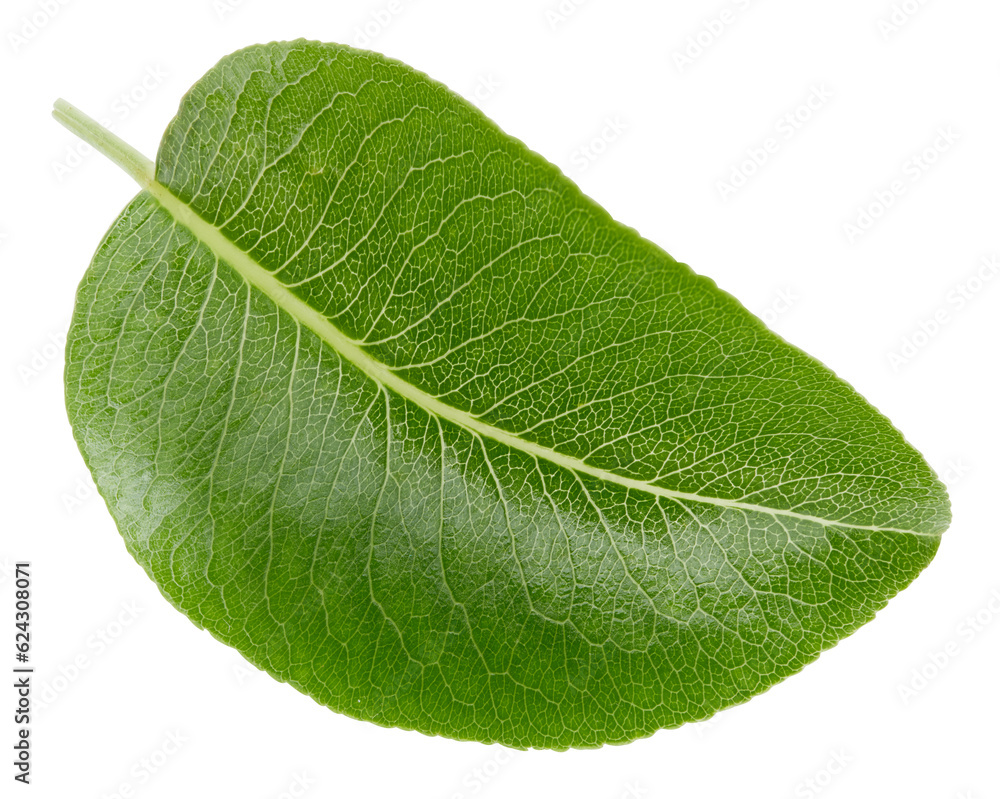 Obraz premium Pear leaves isolated on white