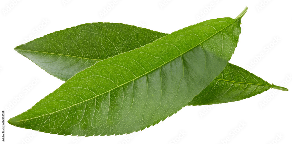 Fototapeta premium Pe achleaves isolated on white