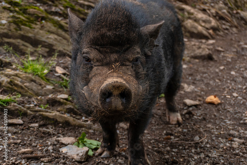 A free-ranging black boar seen in the Borce commune of the French Pyrenees