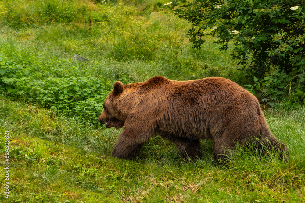 A brown bear in a park in the municipality of Borce in the French Pyrenees A brown bear in a park in the municipality of Borce in the French Pyrenees