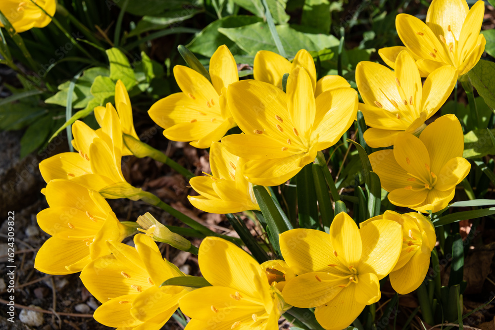 Tulipes Tulipes