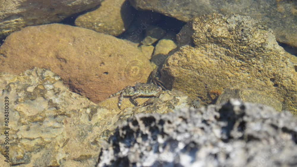 Two crabs navigate their way through the water and stones in rock pool Two crabs navigate their way through the water and stones in rock pool