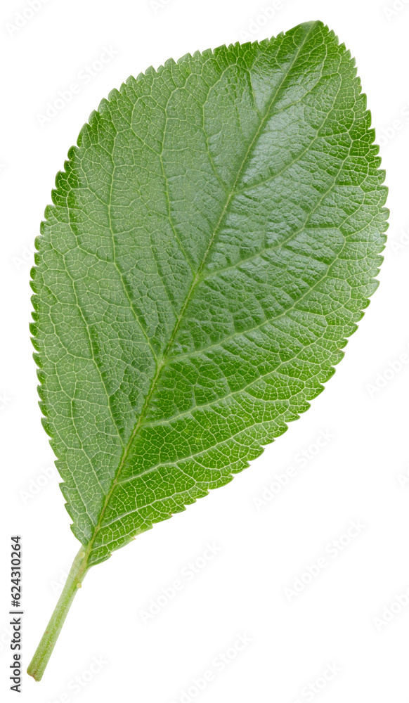 Plum leaves isolated on white Plum leaves isolated on white