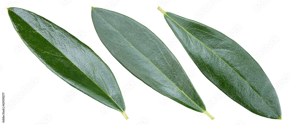 Olive leaves isolated on white Olive leaves isolated on white