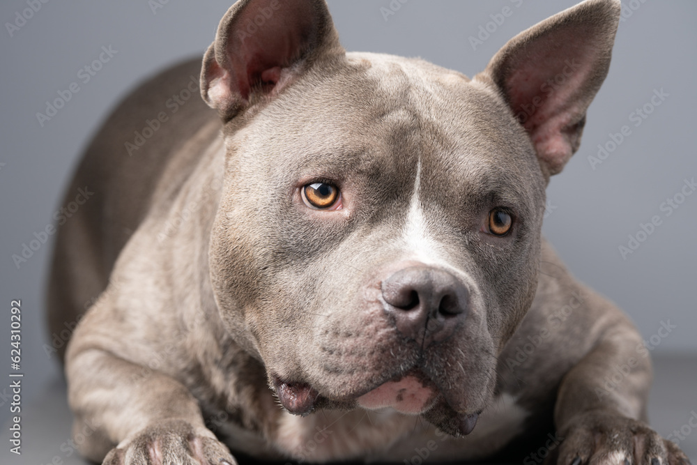 American Bully dog on the grey background