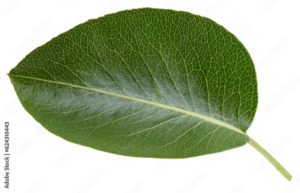 Obraz premium Pear leaves isolated on white