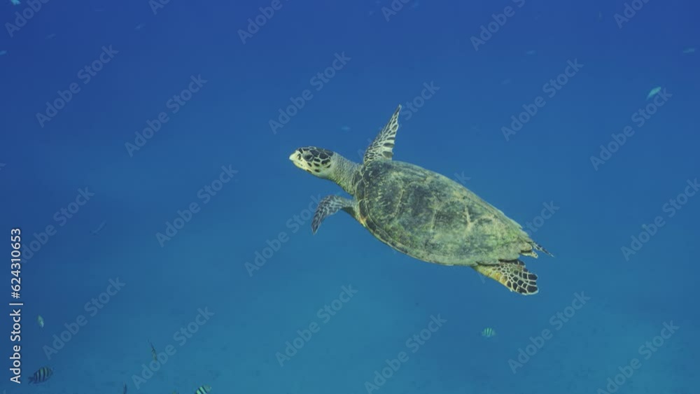 Sea Turtle swim slowly up of the blue water tropical fish floating around, Slow motion. Hawksbill Sea Turtle or Bissa (Eretmochelys imbricata) swims in the blue ocean Sea Turtle swim slowly up of the blue water tropical fish floating around, Slow motion. Hawksbill Sea Turtle or Bissa (Eretmochelys imbricata) swims in the blue ocean