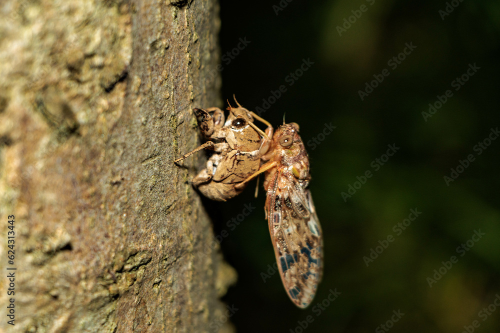 羽化を始めたセミ