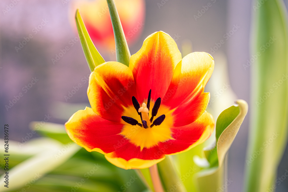 red yellow tulip red yellow tulip