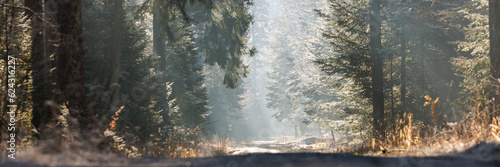 Sunbeams on the forest trail