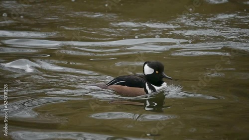 Hooded Merganser (Lophodytes cucullatus) male, swimming on the lake in St James's Park, central London. [Slow motion - x5]  photo
