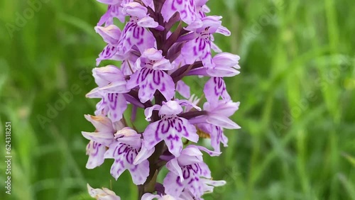 Very close up of a purple Common Spotted Orchid flower gently moving in the wind , UK photo