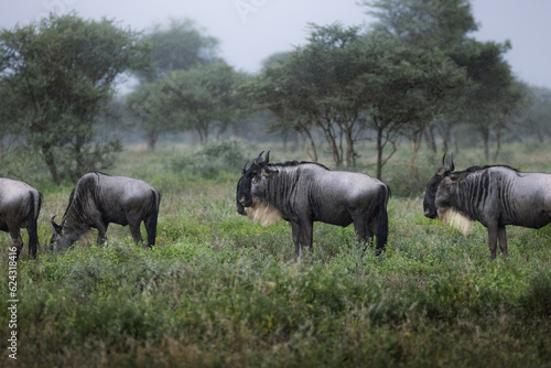 A herd of wild wildebeest  gnus  in the savannah in rain in the Serengeti National Park  Tanzania  Africa