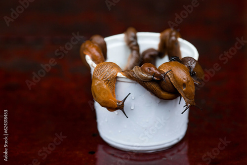 Close-up of the Spanish slug Arion lusitanicus in a bucket. Big slimy brown snails crawling around the garden. The invasion damages the leaves and crops. Collection of invasive species. © Юлия Клюева
