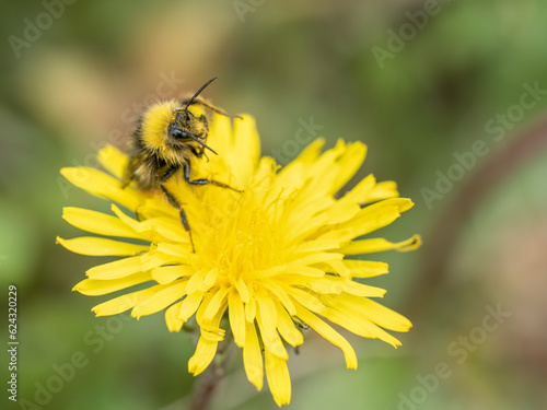 Early bumblebee Bombus pratorum calmbering over flower head. UK.