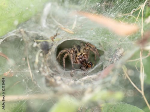 Labyrinth spider, Agelena labyrinthica in its web, UK. Often erroneously called Funnel web spider.