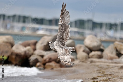 beautiful seagull at the Baltic Sea beach