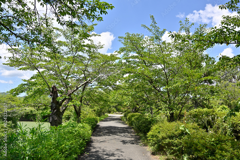 新緑の茂る道