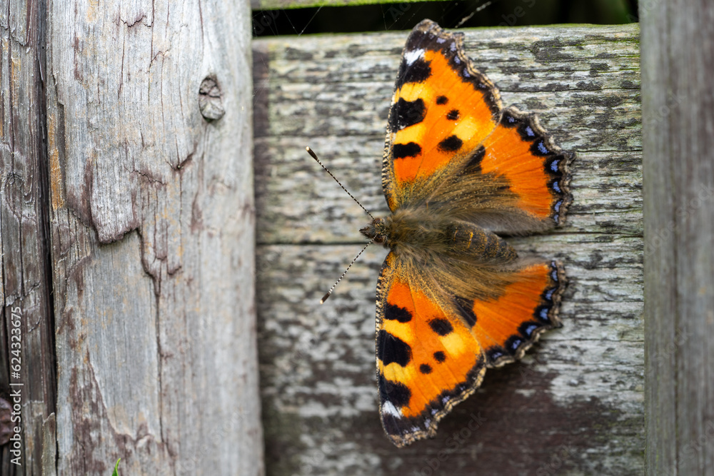 small tortoiseshell aglais urticae, butterfly on the wooden wall small tortoiseshell aglais urticae, butterfly on the wooden wall