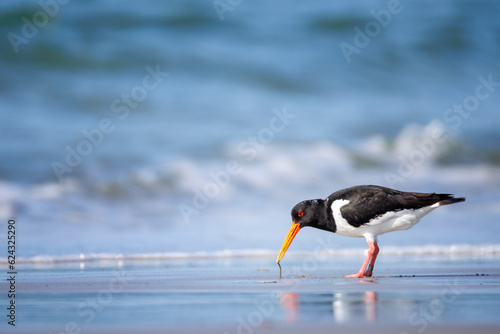 Photos oystercatcher on the beach