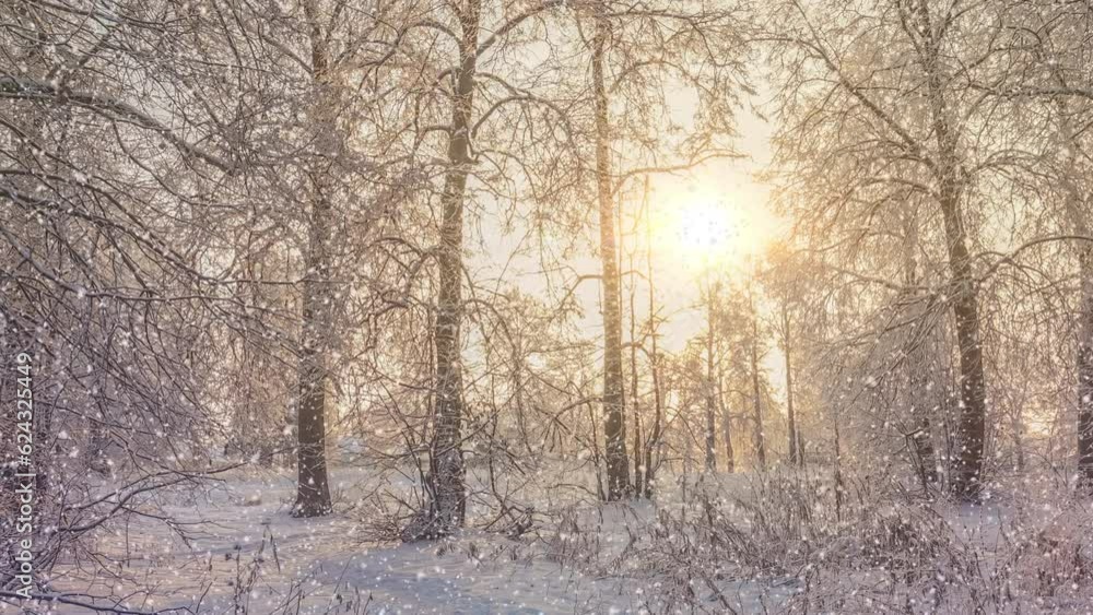 Beautiful winter landscape at sunrise. Snow-covered trees. Christmas morning with falling snow. Beautiful winter landscape at sunrise. Snow-covered trees. Christmas morning with falling snow.